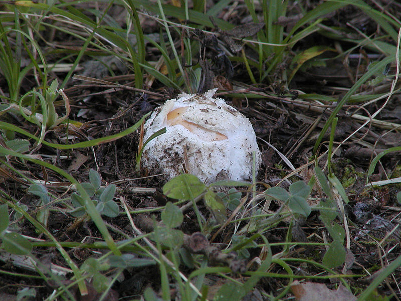 foto d''archivio (Amanita caesarea)